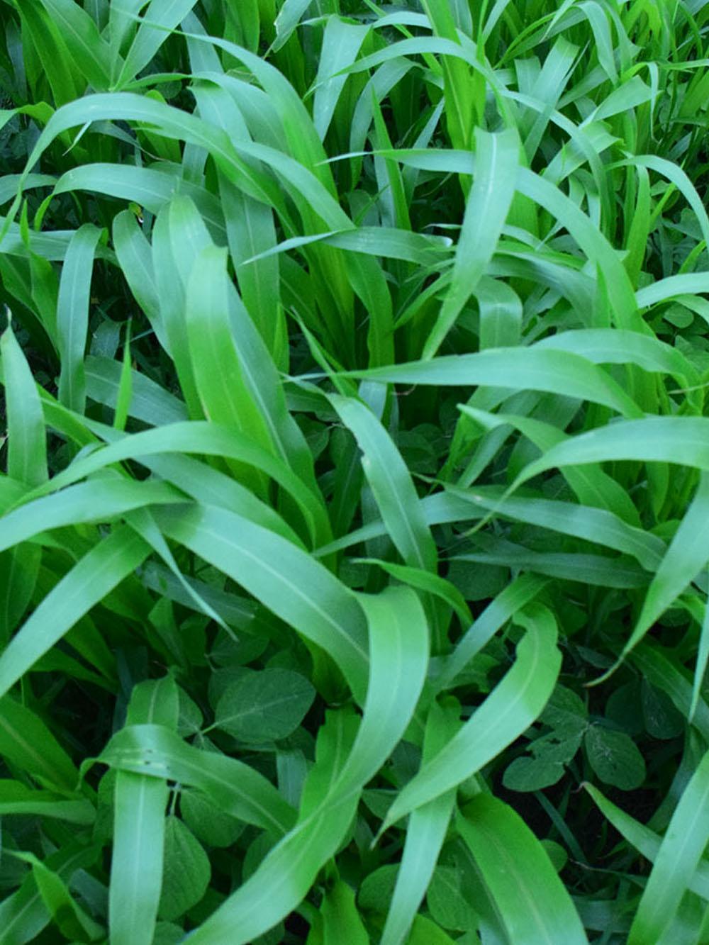 Silver Screen Food Plot Mix
